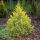Juniperus chinensis 'ELDORADO' - Kínai boróka