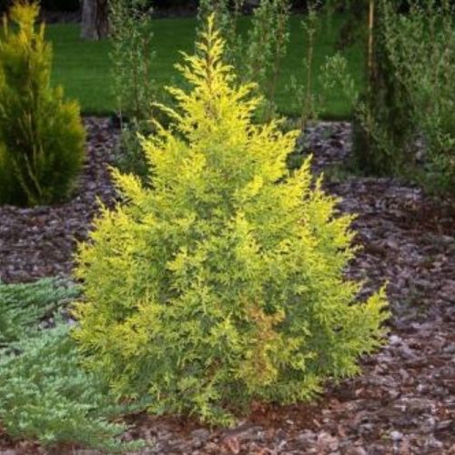 Juniperus chinensis 'ELDORADO' - Kínai boróka