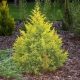Juniperus chinensis 'ELDORADO' - Kínai boróka