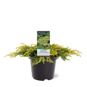 Juniperus chinensis 'GOLD RUSH' -  Kínai boróka