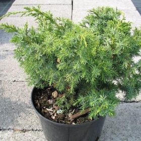 Juniperus chinensis 'JAPONICA' - kínai boróka