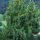 Juniperus chinensis 'KETELEERI' - Keskeny kínai jegenyeboróka