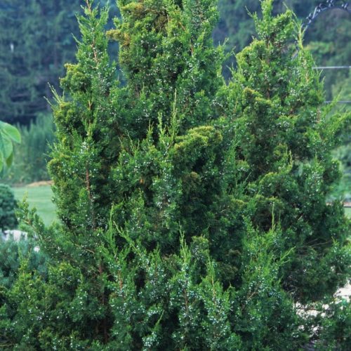Juniperus chinensis 'KETELEERI' - Keskeny kínai jegenyeboróka