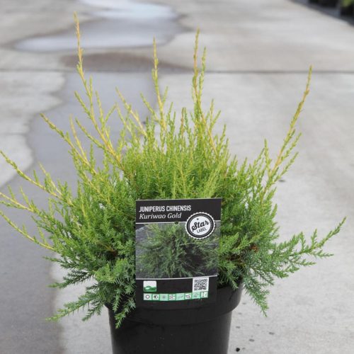 Juniperus chinensis 'KURIWAO GOLD' - Aranylombú kínai boróka 