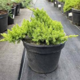   Juniperus chinensis 'KURIWAO SUNBEAM' - Kuriwao Napsugár kínai boróka