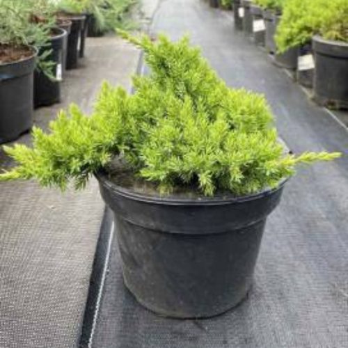 Juniperus chinensis 'KURIWAO SUNBEAM' - Kuriwao Napsugár kínai boróka