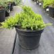 Juniperus chinensis 'KURIWAO SUNBEAM' - Kuriwao Napsugár kínai boróka