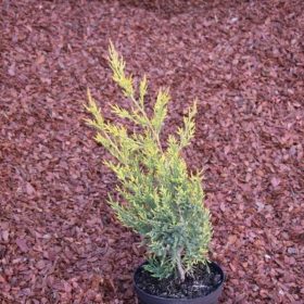 Juniperus chinensis 'MISI' - Kínai boróka