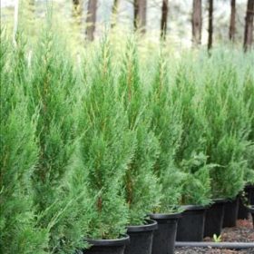 Juniperus chinensis 'SPARTAN' -  Kínai boróka