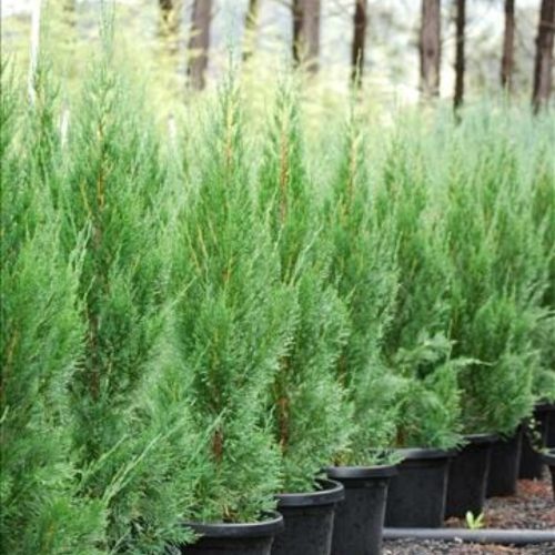 Juniperus chinensis 'SPARTAN' -  Kínai boróka