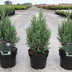 Juniperus chinensis 'STRICTA' - Kínai boróka