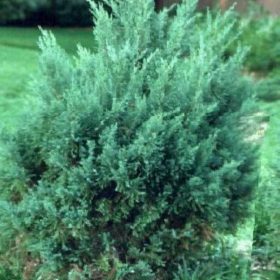 Juniperus chinensis 'VASE' - Kínai boróka