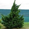 Juniperus chinensis 'VASE' - Kínai boróka