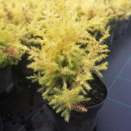 Juniperus chinensis 'WINTER BRONZE' -  Kínai boróka