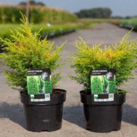 Juniperus communis 'GOLD CONE' - Arany ír boróka
