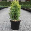 Juniperus communis 'GOLD CONE' - Arany ír boróka