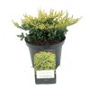 Juniperus communis 'GOLDSCHATZ' - Aranysárga terülő boróka
