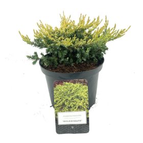   Juniperus communis 'GOLDSCHATZ' - Aranysárga terülő boróka