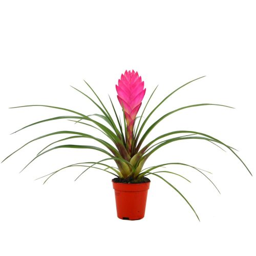 Tillandsia Cyanea 'Anita' - Szakállbromélia