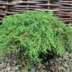Juniperus communis 'GREEN CARPET' - Terülő közönséges boróka