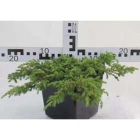   Juniperus communis 'GREEN CARPET' - Terülő közönséges boróka