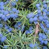 Juniperus communis 'HIBERNICA' -  Ír oszlopos boróka