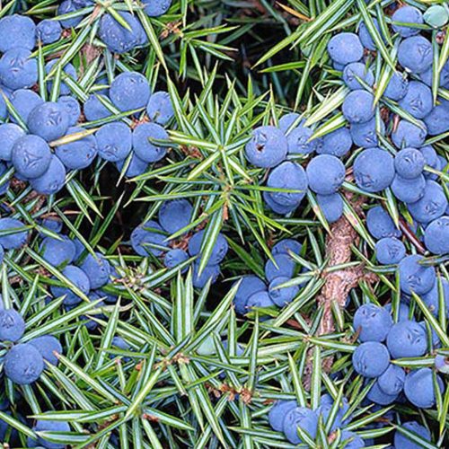 Juniperus communis 'HIBERNICA' -  Ír oszlopos boróka
