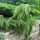 Juniperus communis 'HORSTMANN' -  Közönséges boróka