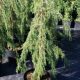 Juniperus communis 'HORSTMANN' -  Közönséges boróka
