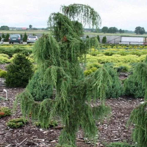 Juniperus communis 'HORSTMANN' -  Közönséges boróka