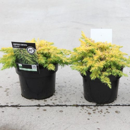 Juniperus conferta 'ALL GOLD' - Aranylombú terülő fövenyboróka
