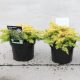 Juniperus conferta 'ALL GOLD' - Aranylombú terülő fövenyboróka
