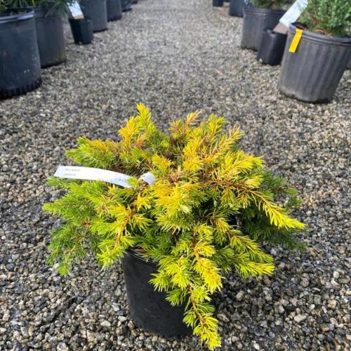 Juniperus conferta 'ALL GOLD' - Aranylombú terülő fövenyboróka