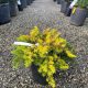 Juniperus conferta 'ALL GOLD' - Aranylombú terülő fövenyboróka