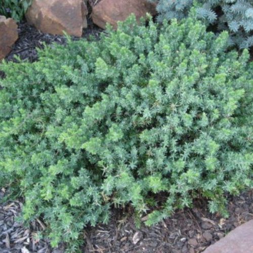 Juniperus conferta 'BLUE PACIFIC' - Kék fövenyboróka