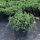 Juniperus conferta 'BLUE PACIFIC' - Kék fövenyboróka