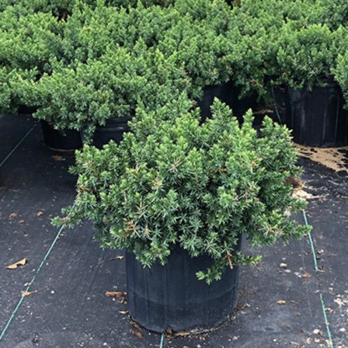 Juniperus conferta 'BLUE PACIFIC' - Kék fövenyboróka