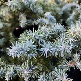   Juniperus conferta 'SILVER MIST' - Terülő fövenyboróka