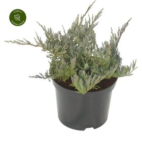   Juniperus horizontalis 'BLUE CHIP' - Kék terülő henyeboróka