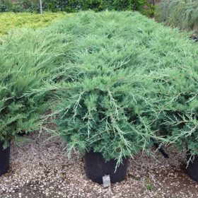   Juniperus horizontalis 'GLAUCA' - Kék henyeboróka
