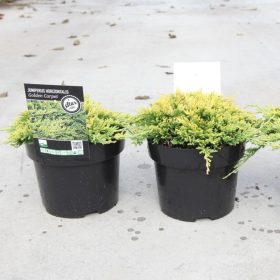   Juniperus horizontalis 'GOLDEN CARPET' - Arany henyeboróka