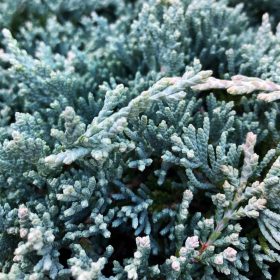   Juniperus horizontalis 'ICEE BLUE' ® - Kék henyeboróka