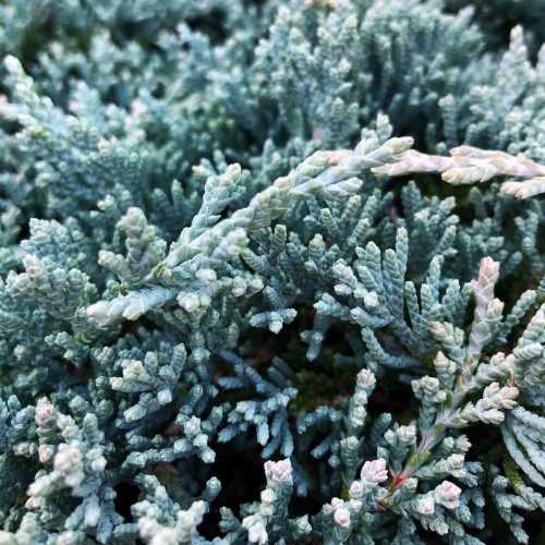 Juniperus horizontalis 'ICEE BLUE' ® - Kék henyeboróka