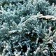 Juniperus horizontalis 'ICEE BLUE' ® - Kék henyeboróka