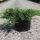 Juniperus horizontalis 'JADE RIVER' - Henyeboróka
