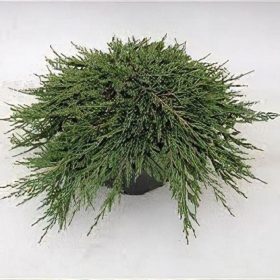   Juniperus horizontalis 'PANCAKE' - Terülő henyeboróka