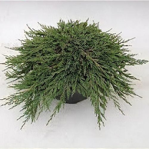 Juniperus horizontalis 'PANCAKE' - Terülő henyeboróka