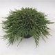 Juniperus horizontalis 'PANCAKE' - Terülő henyeboróka