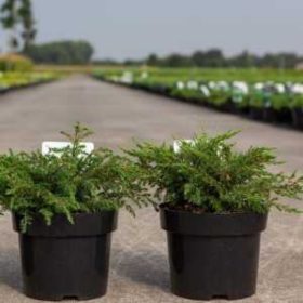   Juniperus horizontalis 'PRINCE OF WALES' - Terülő boróka