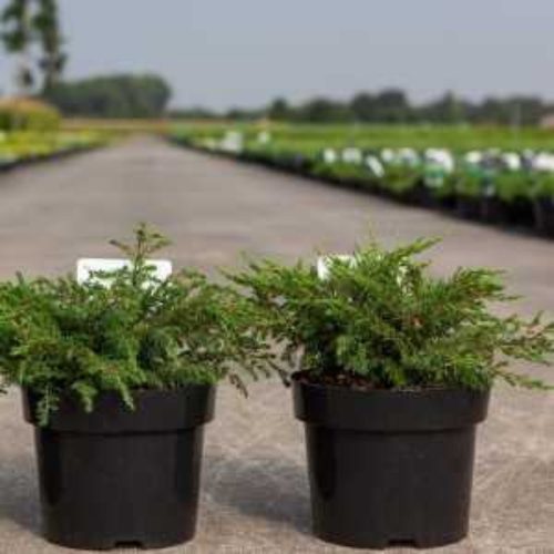 Juniperus horizontalis 'PRINCE OF WALES' - Terülő boróka